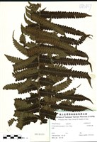 藏品(耳羽鉤毛蕨)的圖片